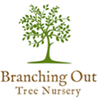 Branching Out Tree Nursery logo 