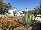 Low-water landscaping 