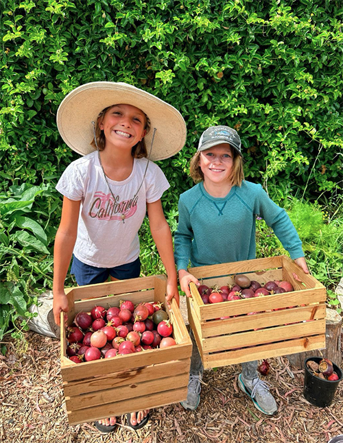 Tomato harvest